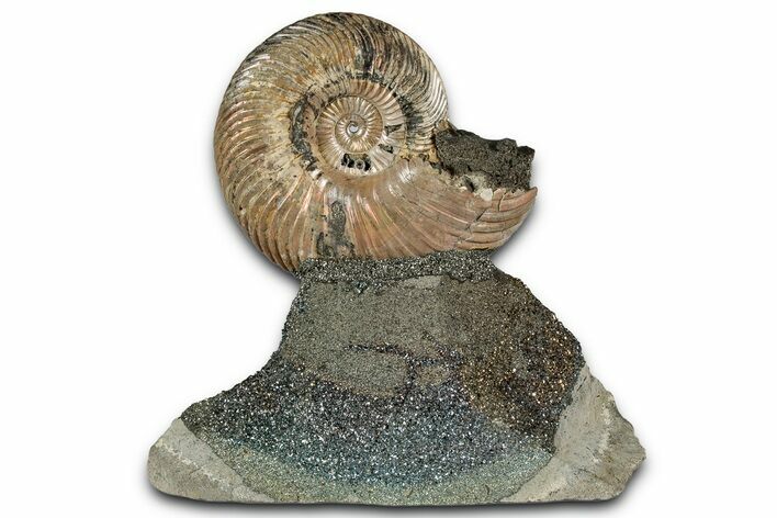 Iridescent, Pyritized Ammonite (Quenstedticeras) Fossil Display #353763